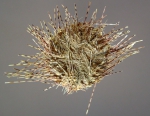 Chaetodiadema japonica (aboral)