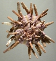 Echinodermata (echinoderms)