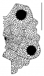 Goniocidaris (Goniocidaris) impressa (apical system)