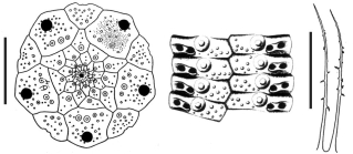 Goniocidaris (Petalocidaris) balinensis (ambularal plates, apical disc and primary spine cortical hair)