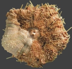 Goniodiadema mauritiensis (oral)