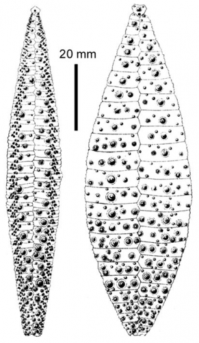 Gracilechinus acutus mediterraneus (ambulacral + interambulacral plates)