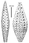 Gracilechinus acutus flemingii (ambulacral + interambulacral plates)