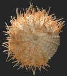 Stirechinus tylodes (aboral)