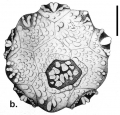 Echinodermata (echinoderms)