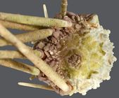 Bathysalenia unicolor (aboral)