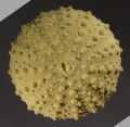 Echinodermata (echinoderms)