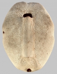 Plagiobrissus (Plagiobrissus) grandis (oral)