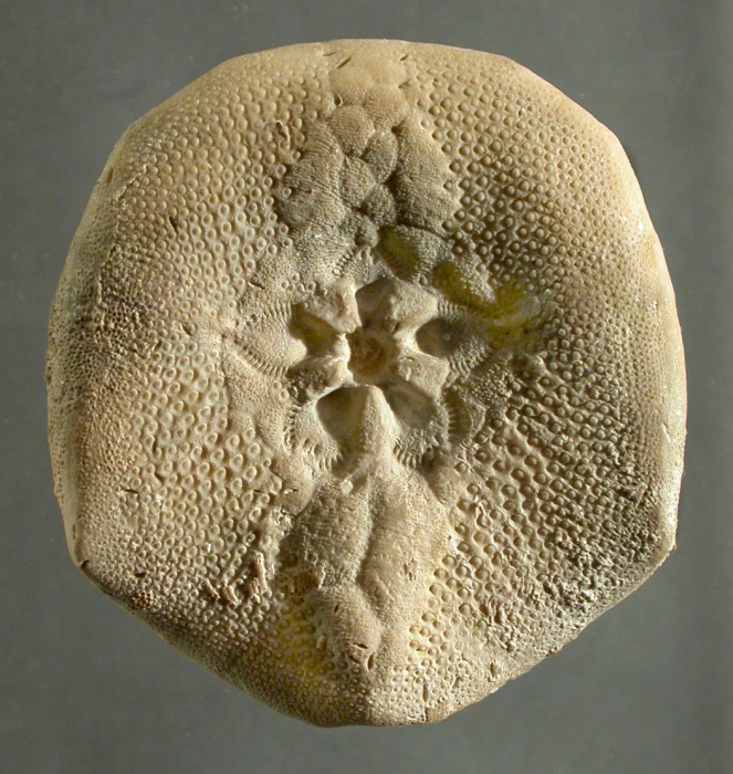 Hardouinia mortonis (oral)