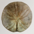 Clypeus plotii (aboral)
