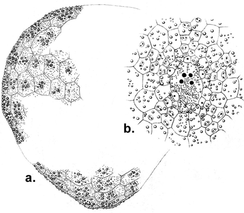 Argopatagus aculeata (aboral + apcial system)