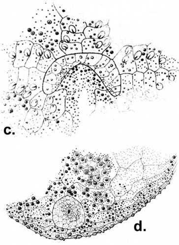 Argopatagus aculeata (peristome + periproct)