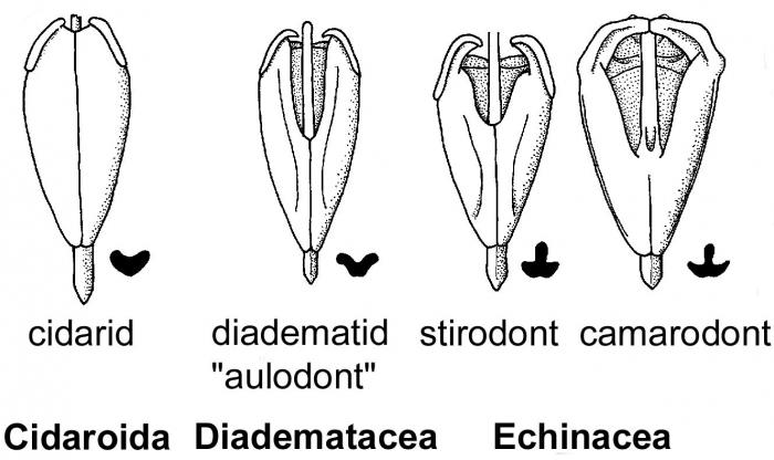 Evolution of Aristotle's lantern