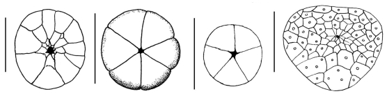 Fibulariidae (periproctal plates)