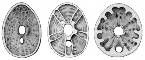 Fibulariidae internal buttresses