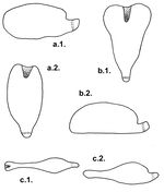 Pourtalesiidae (lateral + ventral)