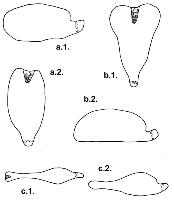Pourtalesiidae (lateral + ventral) Pourtalesiidae (lateral + ventral)