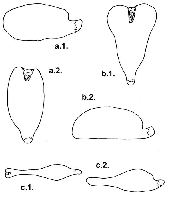 Pourtalesiidae (lateral + ventral)