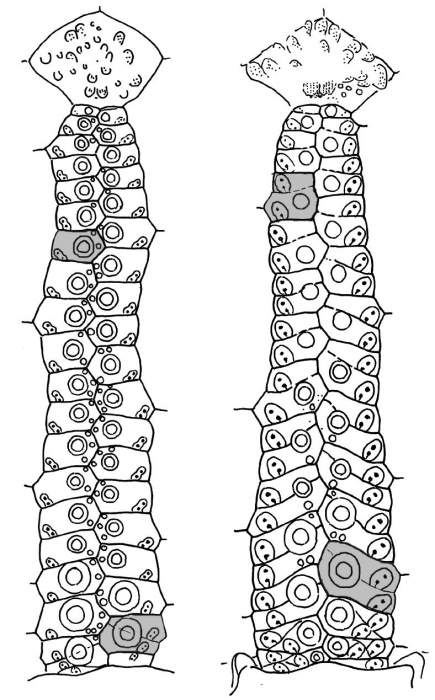 Saleniidae (ambulacral plates) Saleniidae (ambulacral plates)