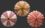World Echinoidea Database