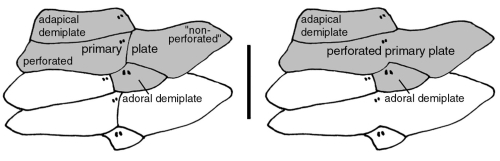 Sperosoma (aboral ambulacral plates)