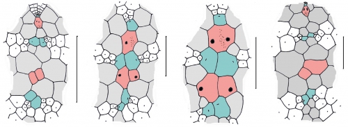 Plexechinus (apical systems)