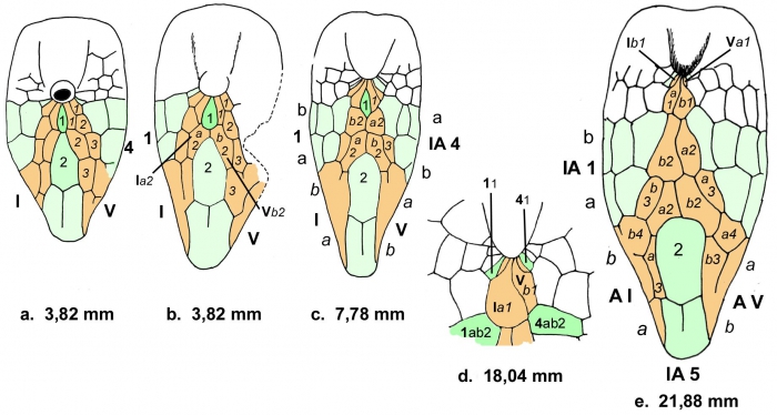 Pourtalesia (ontogeny of oral plating)