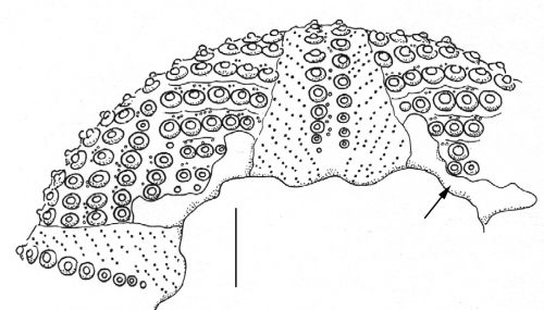 Arbacia lixula (peristomial edge)