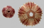 WoRMS - World Register of Marine Species - Arbacia lixula