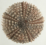 Canadian Register of Marine Species