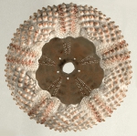 Canadian Register of Marine Species