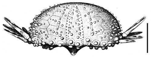 Arbaciella elegans (test, lateral)