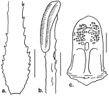 Habrocidaris scutata (spines and pedicellaria)