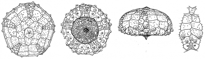 Habrocidaris scutata (coronal plating)