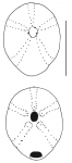 Neolampas rostellata (aboral + oral)