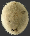 Neolampas rostellata (aboral)