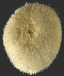 Neolampas rostellata (oral)
