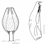 Cidaris cidaris (globiferous pedicellariae)