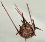 Poriocidaris purpurata (aboral, oblique)