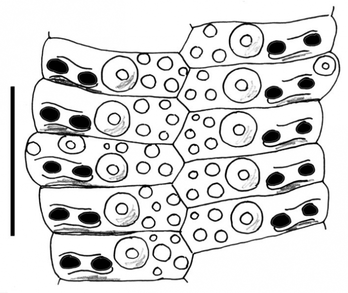 Stereocidaris ingolfiana (ambulacral plates)