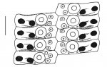 Stylocidaris affinis (ambulacral plates)