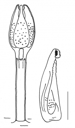 Stylocidaris affinis (globiferous pedicellariae)