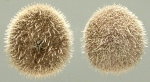 Echinocyamus pusillus (aboral + oral)