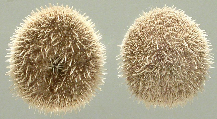 Echinocyamus pusillus (aboral + oral)