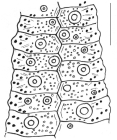 Echinus acutus (ambulacral plates)