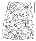 Echinus acutus (interambulacral plates)