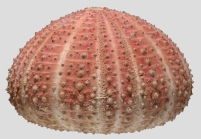 Echinus acutus (lateral)