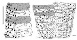 Echinus esculentus (ambulacral plates)