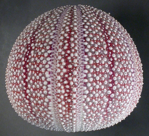 Echinus esculentus (lateral)