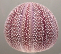 Echinus esculentus (lateral)